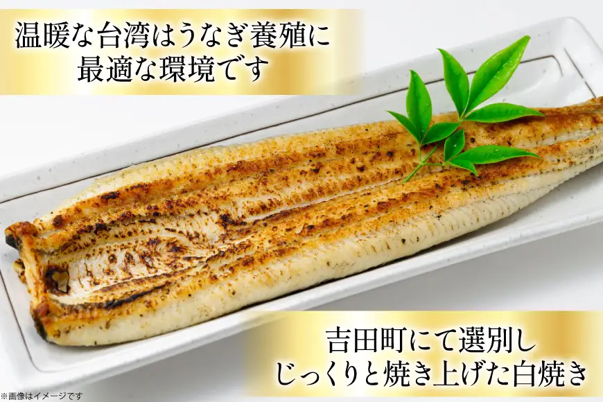 うなぎ 台湾産 うなぎ白焼 150g×3尾 タレ 山椒 セット