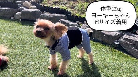 FB158_超小型犬・シニア犬の冷え性対策腹まき☆Sサイズ【お試し1枚】