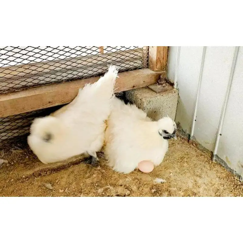 卵 平飼い 烏骨鶏 20個 ゆで卵 生卵 鶏卵 卵