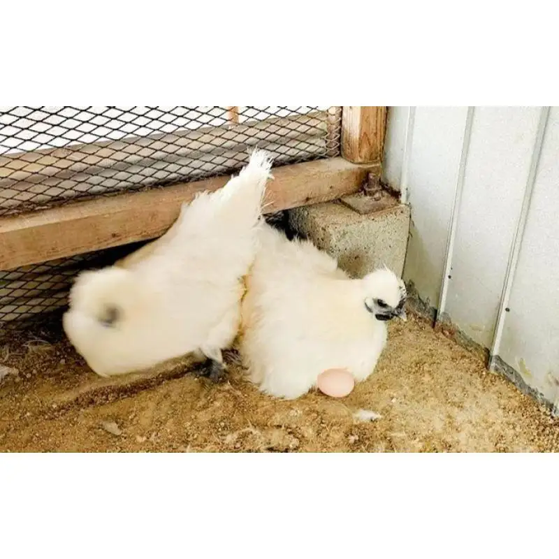 卵 烏骨鶏 10個 定期便 12ヶ月 平飼い 卵