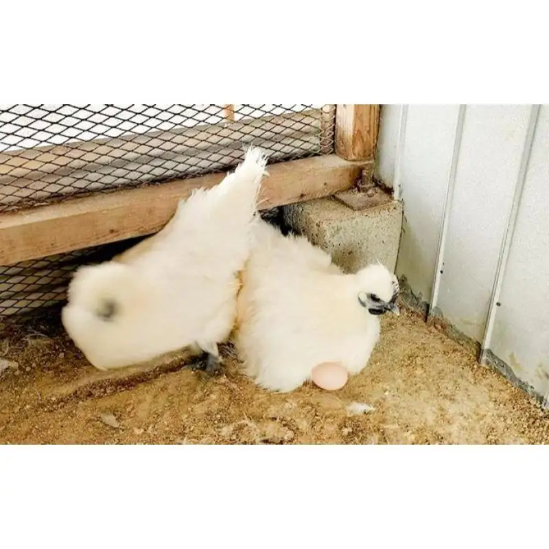 卵 平飼い 烏骨鶏 10個 ゆで卵 生卵 鶏卵 卵