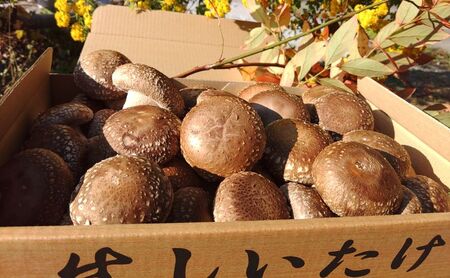 生椎茸肉厚鍋物群馬県産生椎茸【約500g(20個前後)】
