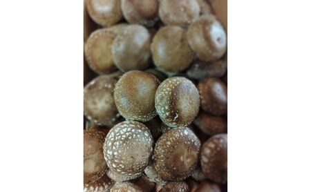 生椎茸肉厚鍋物群馬県産生椎茸【約1kg(40個前後)】