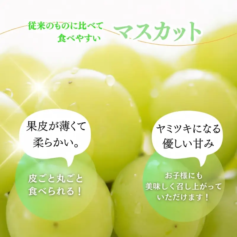 シャインマスカット 約2kg　紀州和歌山産【2026年8月下旬頃～2026年9月上旬頃に順次発送予定】【UT78】【Z91110-uot798】