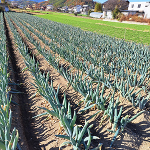  [先行予約] 産地直送！加藤農園の下仁田ねぎ 約4kg [12月中旬より順次発送] [0380]