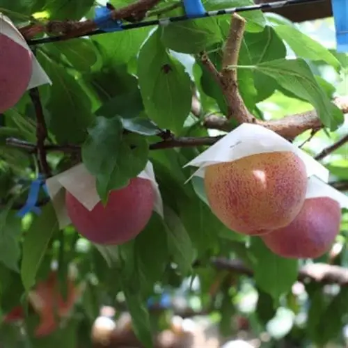 【ふるさと納税】2027年発送 山梨県山梨市産 貴陽すもも 約1.5kg (8玉～10玉程度)【配送不可地域：離島】【1316279】