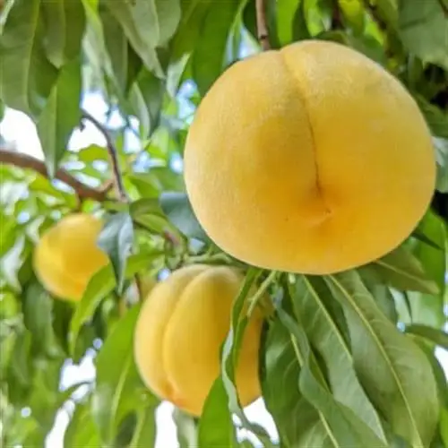 【ふるさと納税】2027年発送 山梨県山梨市産 黄桃 黄金桃 約2kg 5玉～8玉【配送不可地域：離島】【1328634】