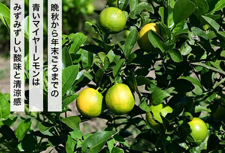 マイヤーレモン収穫体験 BUBD011 レモン