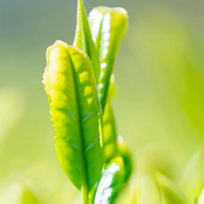 奥八女星野村 深蒸し高級煎茶(深蒸し茶) 100g×2袋＜八女茶＞