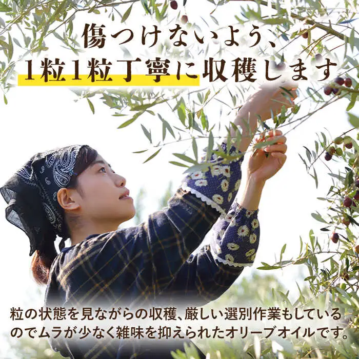 （6回定期便）【国産 手摘み 100% 】南島原産 オリーブオイル  S島原 / オリーブ オイル 油 あぶら 食用油 / 南島原市 / ふるさと企画 [SBA065]