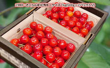 【定期便2回】さくらんぼ 味くらべ 1kg入り 【令和9年産先行予約】FS25-572