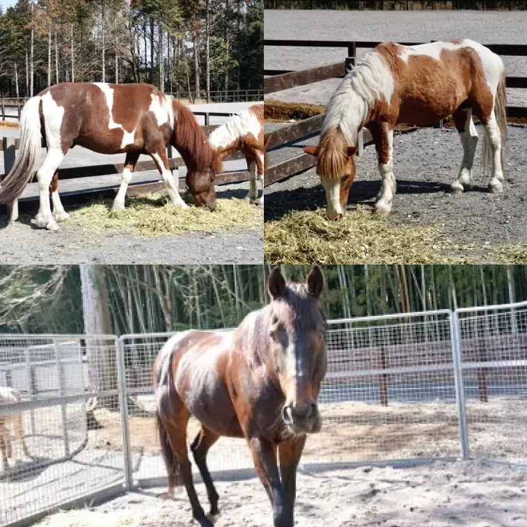 うまんまパーク 入場券 チケット おやつバケツ付き 2枚セット 馬 ふれあい 触れ合い パーク 牧場 乗馬 体験 観光 体験型 レジャー エサやり 引退競走馬 ポニー 癒し 関東 茨城県 阿見町（55-01）