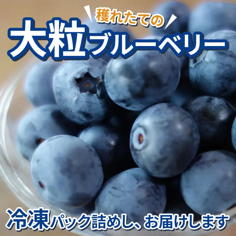 くろかわ農園 冷凍ブルーベリー 1kg（500g×2パック） 秋田県美郷町