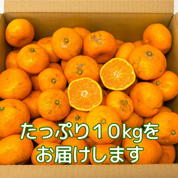 高糖系 温州みかん 青島 (訳あり・規格外) 約10kg【木戸農園】 1月 2月 果物 フルーツ 数量限定 期間限定 九州 大分県 ＜113-014＞