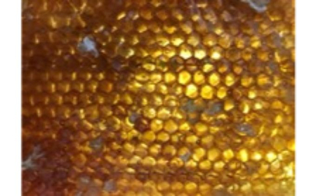 Veg Honey 畑の蜂蜜 2本入り【国産 季節の花 生ハチミツ 】