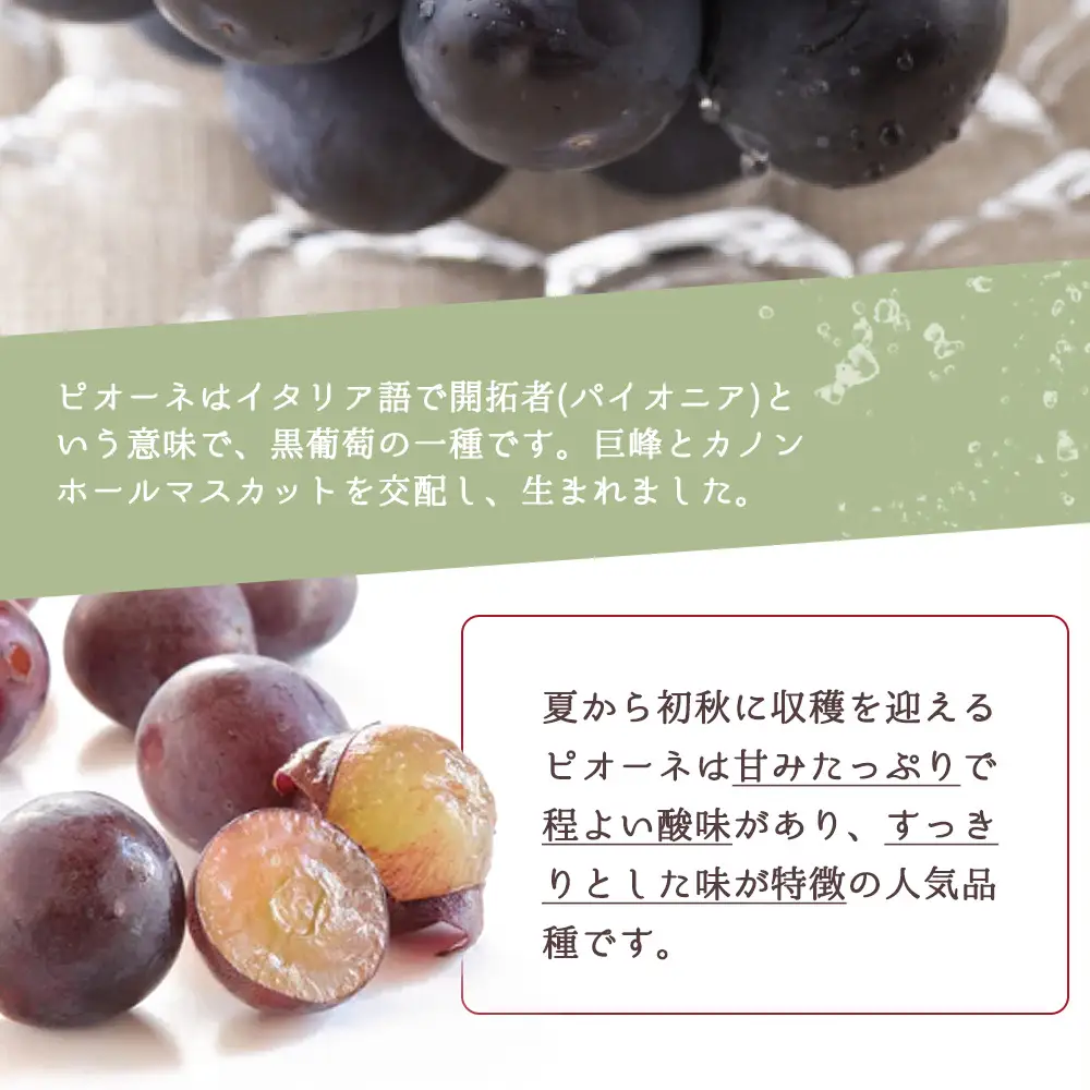 紀州和歌山産 ピオーネ 約2kg ※2026年8月下旬頃〜2026年9月下旬頃に順次発送 ※日付指定不可 ぶどう ブドウ 葡萄 果物 くだもの フルーツ【uot781】