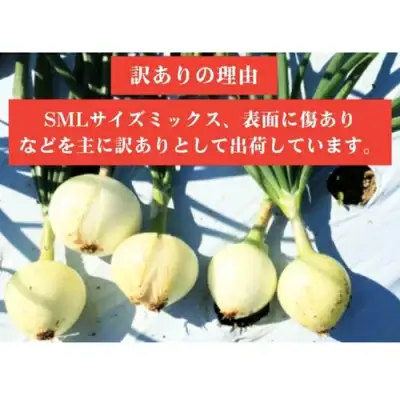 新玉ねぎ 訳あり 5kg  新玉ねぎ シルクオニオン 新玉ねぎ 玉ねぎ愛媛県 愛南町青果市場