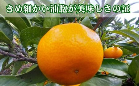 訳あり 愛媛みかん 早生みかん 5kg 早生みかん 蜜柑 みかん 温州みかん 早生 愛媛みかん オレンジ 果物 フルーツ 柑橘 人気 サイズ 不揃い サイズミックス 愛媛県 愛南町青果市場 発送期間：2024年11月初旬?11月末(なくなり次第終了)