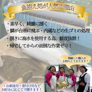 岬だより 釣ったお魚プロが代わりに下処理します 魚捌き券(6000円相当)