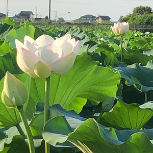 野口れんこん 茨城県産 極上無漂白蓮根2kg | 茨城県 蓮根 れんこん レンコン ハス 根菜 シャキシャキ 甘い 産地直送 産直　※離島への配送不可