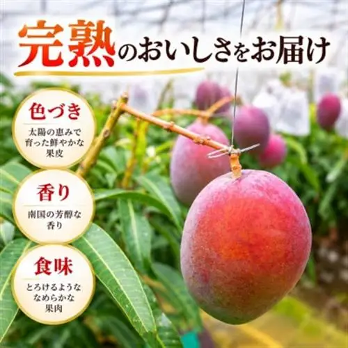 【2027年6月下旬から順次発送・贈答用】JAおきなわ厳選 完熟アップルマンゴー1.5kg【配送不可地域：離島】【1466101】