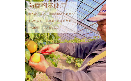 ＜5月中旬以降発送＞浜松市産グレープフルーツ100%ストレートジュース「夕焼けルビー」180ml×5本 果汁飲料 飲み物 ソフトドリンク フルーツジュース 濃縮還元なし
