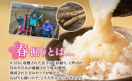 長芋 北海道産 春堀り 長芋【5kg 2L×約6本】