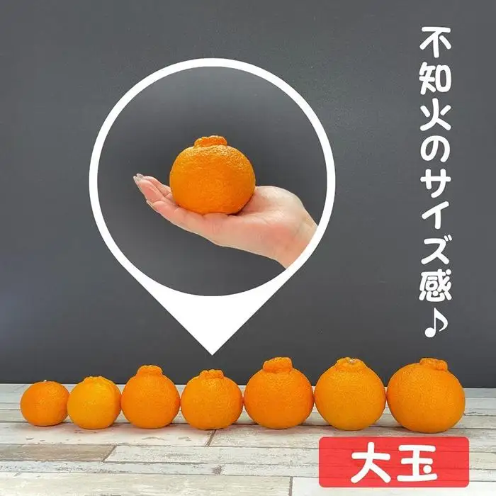 不知火 大玉 どっこいしょ 箱込 5kg (内容量約 4.4kg) 秀優混合 和歌山県産［みかんの会］