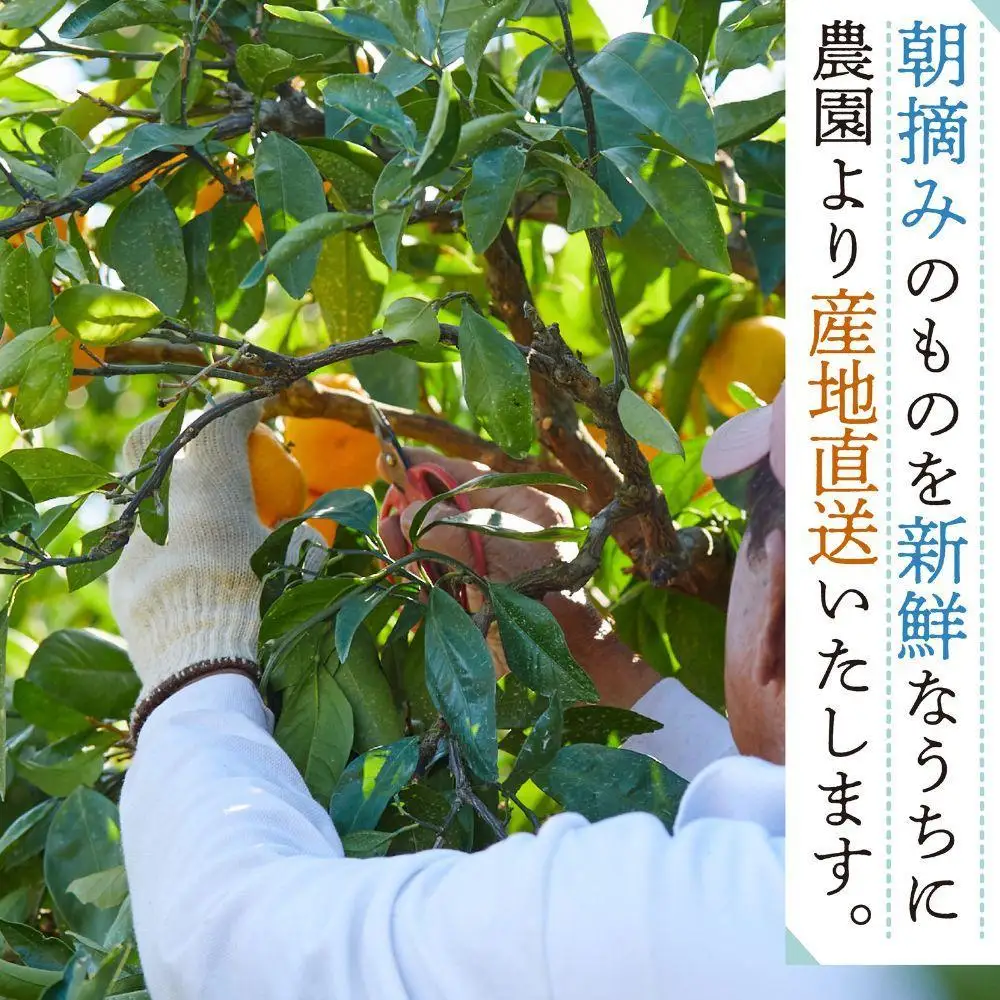 和歌山県有田みかん じぃじのみかん 約10kg