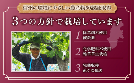 【東御こもだ果樹園】ぶどう農家の完熟巨峰100％ジュース 2024（720ml）2本/贈答化粧箱入り ぶどうジュースジュースジュースジュースジュースジュースジュース