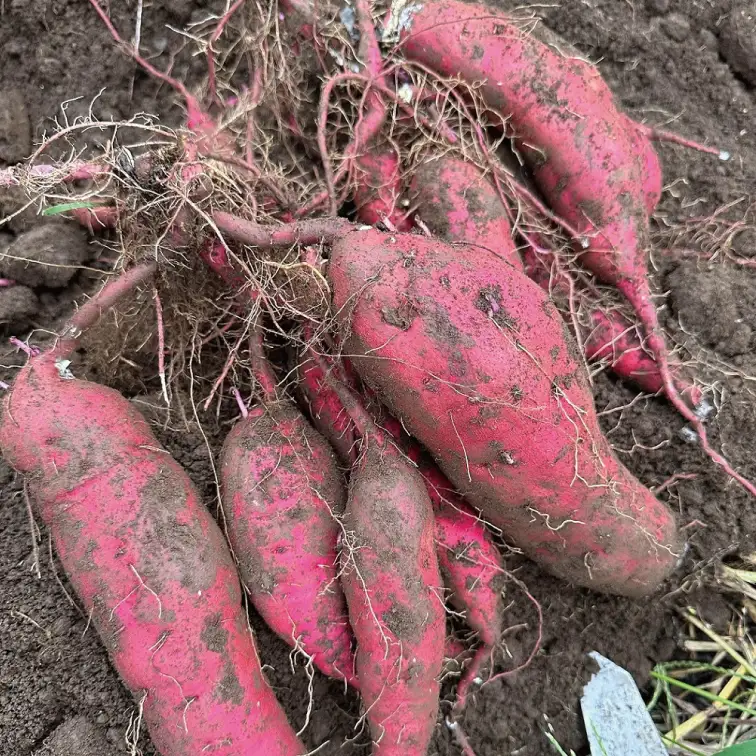56-05 熟成紅はるか 切り落とし 干し芋 1.5kg はづつこ【干しいも 芋 ほしいも さつまいも サツマイモ 熟成 阿見町 茨城県】