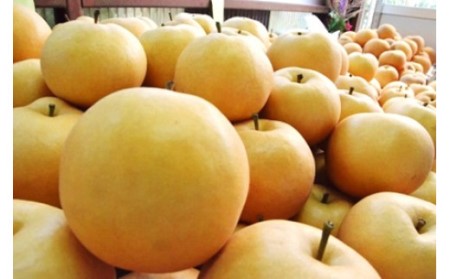 大きくて甘い　越知町の新高梨【約700g　4玉】フルーツ 果物 新鮮 産直 