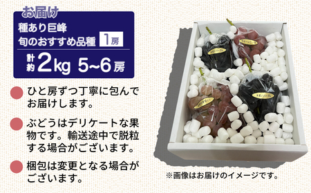 【先行受付2026年発送】種あり巨峰と旬のおすすめ品種（１房） 計5~6房 （約2kg）｜秀果園　※2026年9月上旬~10月下旬順次発送