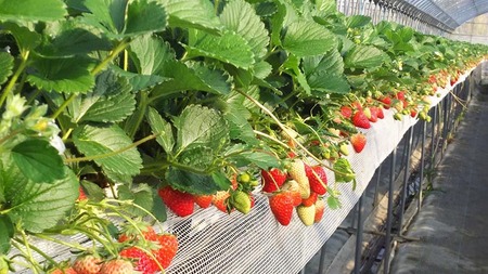 冷凍イチゴ（クラッシュタイプ）※着日指定不可※北海道・沖縄・離島への配送不可