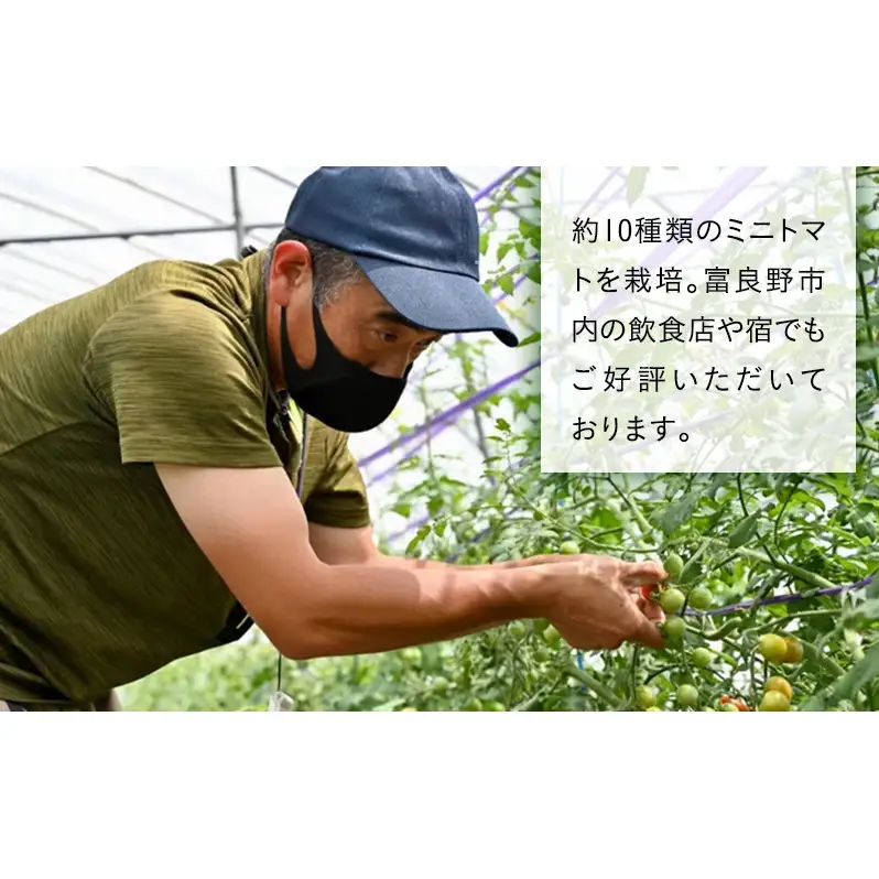 【2026年7月より発送】北海道 富良野市産 完熟ミニトマト 2種 計約2kg 甘っこ キャロル10 各1kg×2 詰め合わせ トマト 甘い 野菜 新鮮 数量限定 先着順【藏ファーム】