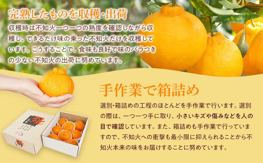 アルギット 不知火 約1.5kg 中玉 サイズ（7～8玉）しらぬい