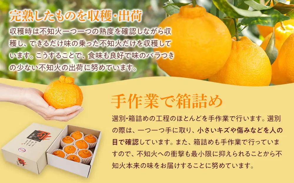 アルギット 不知火 約2.5kg 大玉 サイズ（8～9玉）不知火