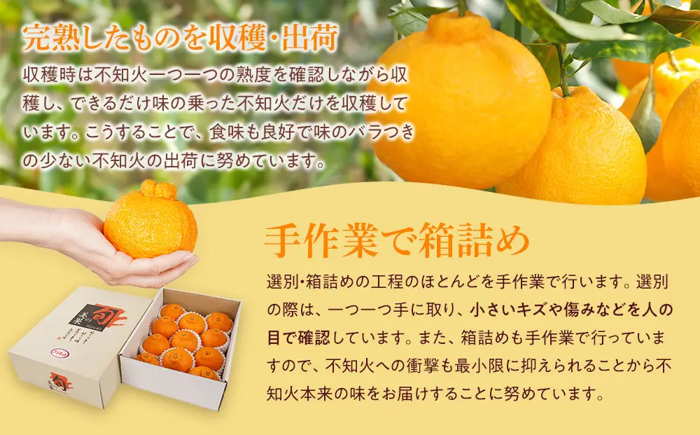 アルギット 不知火 約2.5kg 中玉 サイズ（11～12玉）しらぬい