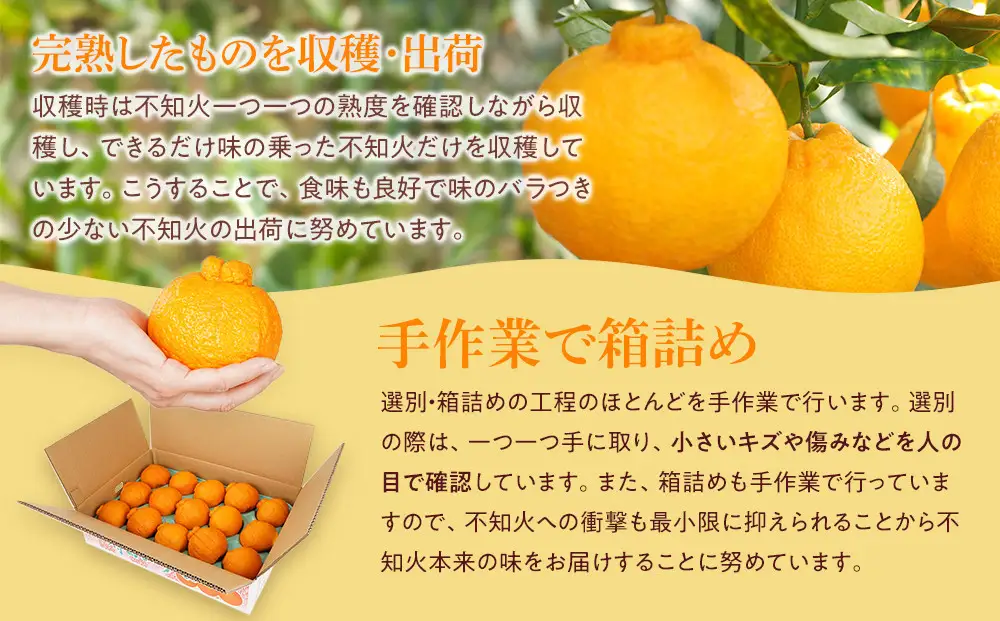 アルギット 不知火 約5kg 大玉 サイズ（15～18玉）不知火