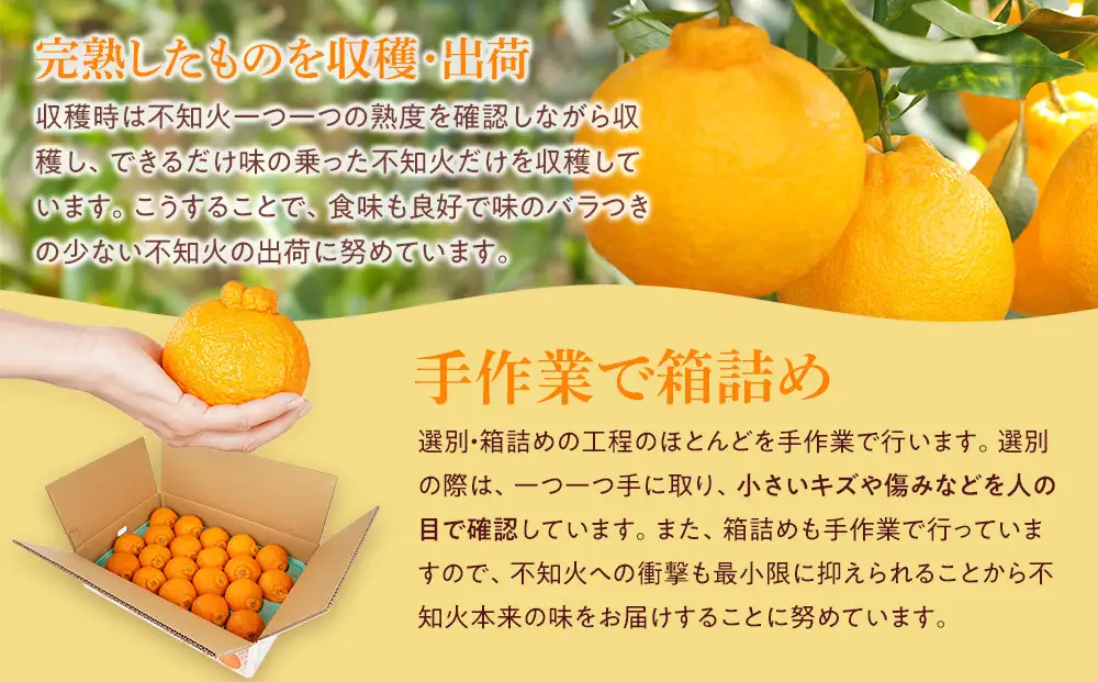 アルギット 不知火 約5kg 中玉 サイズ（20～22玉）不知火