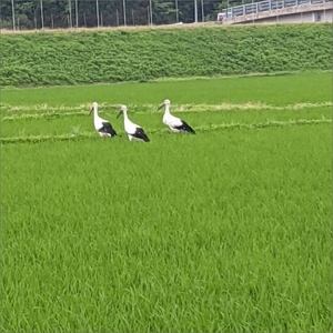 【先行予約】令和8年産 丹後こしひかり 玄米30kg 【特別栽培米】新米 玄米 こしひかり 30キロ 特別栽培 玄米 2026年産 ふるさと納税 こしひかり ふるさと納税