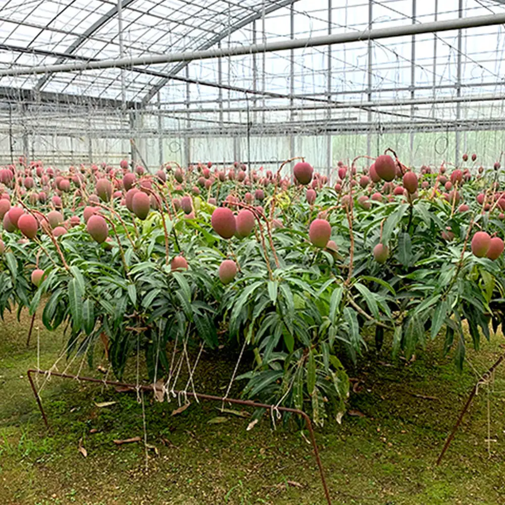 【2027年発送】平田果樹園のアップルマンゴー家庭用 約2kg（3玉～7玉）
