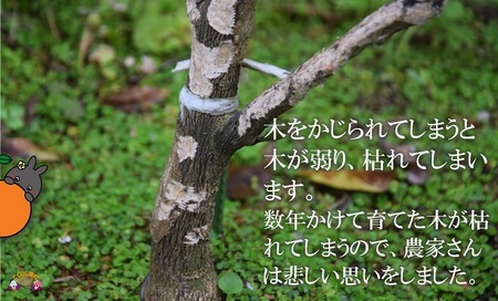 《今が旬！》～アマミノクロウサギと共生を目指す農家さんの徳之島産たんかん3kg ( たんかん 柑橘 フルーツ 果物 徳之島 鹿児島 奄美 フレッシュ ビタミン 美味しい オススメ 人気 自然保護 共生 うさぎ ウサギ アマミノクロウサギ )