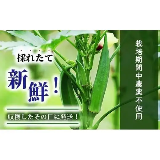希少！黒島さんの採れたてオクラ100本セット　OI-7