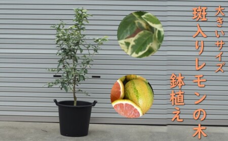 植物 レモン 斑入り レモンの木 ピンクレモネード 植物