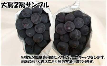 【令和８年発送分】岡山県産 ニューピオーネ 大房2房（令和8年8月から9月頃発送）【ニューピオーネ】