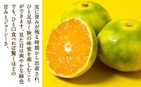 福岡県産 早味かん 約4kg以上 （40玉～50玉入り）  M・Sサイズ 【2026年9月下旬～10月下旬発送予定】 みかん 早生みかん ミカン 果物 くだもの フルーツ