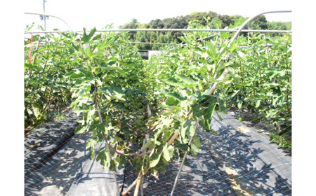 福岡県産 とよみつ姫 約1.2kg（約300g×4パック入り）【2026年9月下旬～10月下旬発送予定】 いちじく フルーツ 果物 くだもの