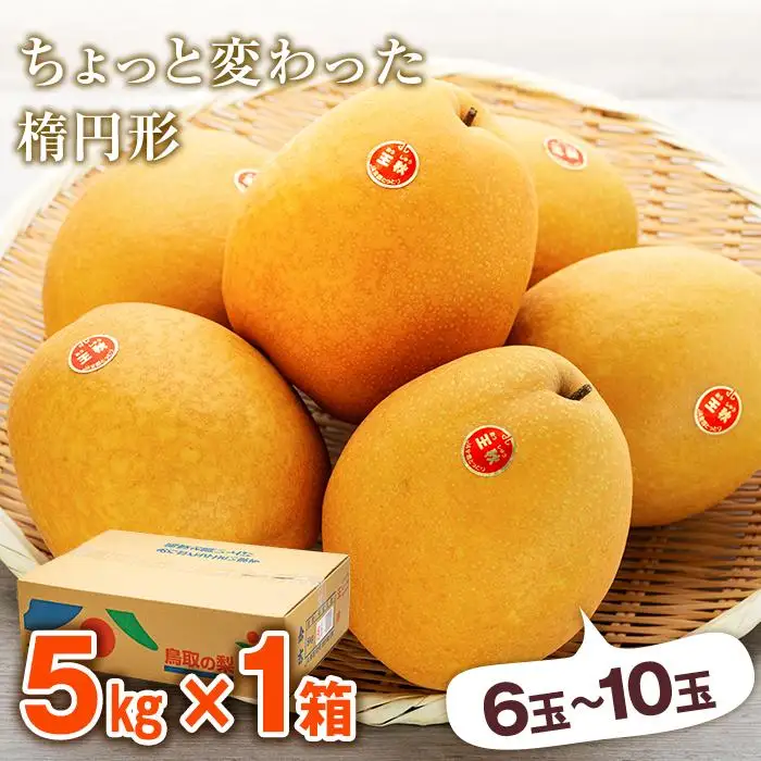 梨 王秋梨 鳥取産 5kg ( 5kg × 1箱 )