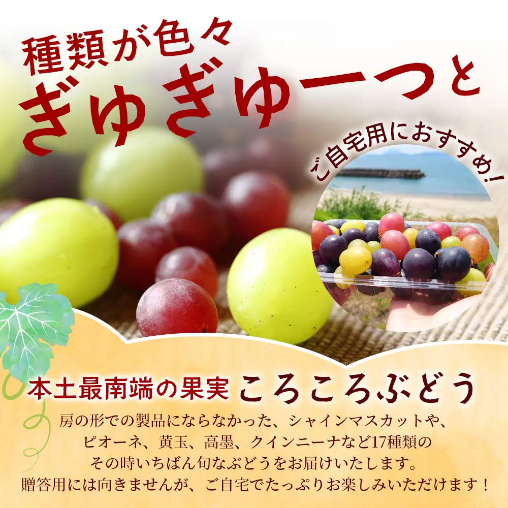 【先行予約・数量限定】2026年7月下旬発送 ＜訳あり＞ 本土最南端ぶどう ころころぶどうパック 約1.2kg TE707｜期間限定 家庭用 産地直送 旬 ブドウ 葡萄 ぶどう フルーツ 果物 くだもの 果実 食べ比べ 鹿児島県 南大隅町 有限会社ティエラ　